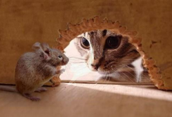 老鼠视频,揭秘视频中的趣味瞬间