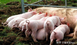 猪吃食的视频,自然觅食行为捕捉瞬间