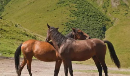 动物交配视频马,揭秘交配瞬间