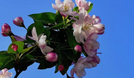 海棠视频,探寻视觉艺术的魅力之旅