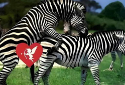 动物交配视频马,揭秘交配瞬间