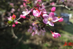 海棠视频,探寻视觉艺术的魅力之旅