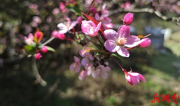 海棠视频,探寻视觉艺术的魅力之旅